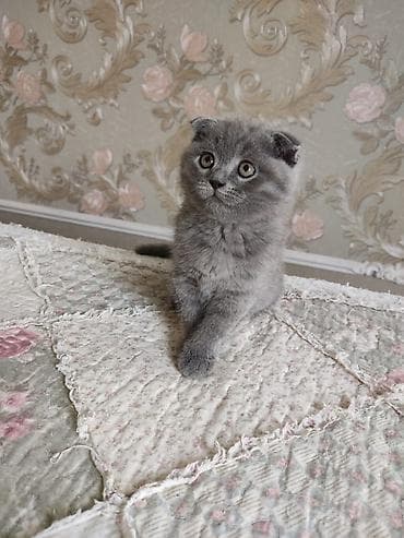 шотландские кошки цена: Продаются чистокровные котята шотландцы: скотиш фолды и скотиш — 4