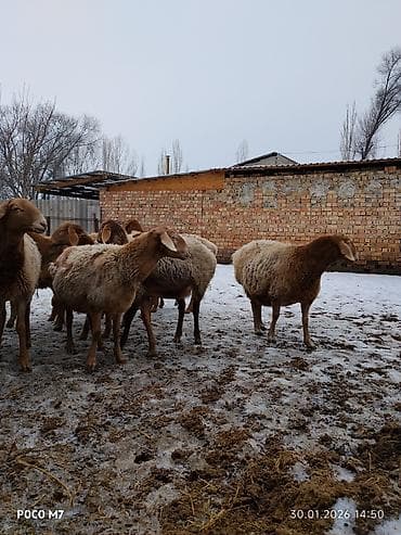 мех кролика: Продаю | Овца (самка) | Для разведения | Матка — 3