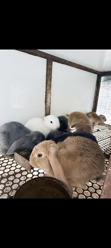 Үй жаныбарлары: Сатам | Коендун бөжөктөрү | Француз кочкору — 4