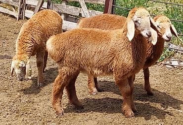 уй музо: Продаю | Овца (самка), Ягненок, Баран (самец) | Арашан | Для разведения | Племенные, Осеменитель, Матка — 6