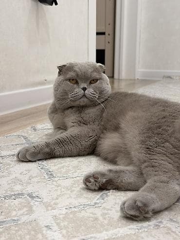 шотланский кошка: Шотландский вислоухий кот, окрас лиловый. (2 года), стерилизованный — 2