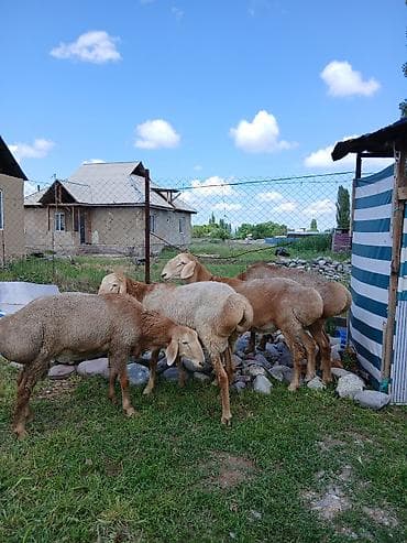 кой соебуз: Продаю | Баран (самец) | Для разведения — 5
