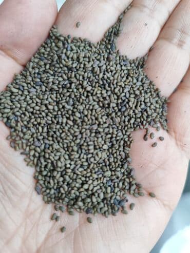 чернозем в мешках бишкек: Семена кормовых растений: Люцерна, Самовывоз — 2