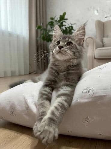 дом для хомяка: Мейн-кун, 3 месяца, Девочка, Приучена к лотку — 1