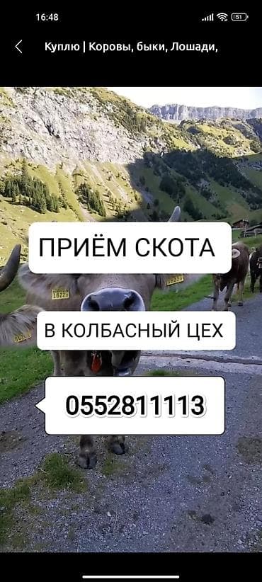 Колбасный цех, Частное лицо : Лошади, кони, Коровы, быки, | Любое состояние, Круглосуточно, На забой, на мясо