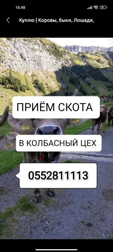 домик для животных: Сатып алам | Башка а/ч жаныбарлары, Уйлар, букалар, Жылкылар, аттар | Бардык шартта, Союуга, этке, Күнү-түнү — 2