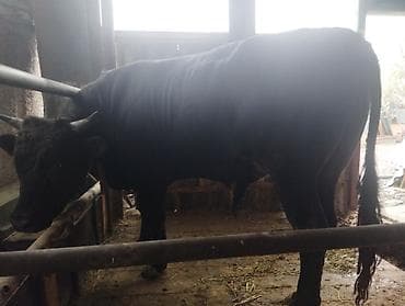 үй жаныбарлары: Сатам | Бука (эркек) | Бордоп семиртүү үчүн — 4