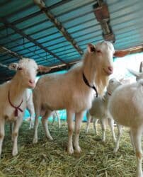 собака доберман цена: Продаю | Коза (самка), Козёл (самец) | Битал, Зааненская | Для разведения | Племенные — 28