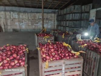 садовый вар бишкек: Яблоки оптом сорт крипсон зимние с темно-фиолетовыми (почти черными) — 16