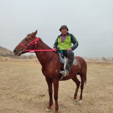 Продаю | Конь (самец) | Рабочий | Мерин at lalafo.kg Продаю | Конь (самец) | Рабочий | Мерин