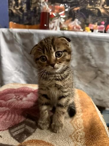 Зоотовары: Шотландский вислоухий котёнок мальчик - Окрас: тигровый (браун табби) — 5