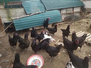 куры сплятами: Продаю | Куры | Несушки — 1