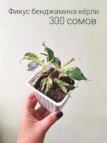 Үй жана бакча: 🌿 Комнатные цветы (укоренённые черенки/молодые растения/взрослые — 10