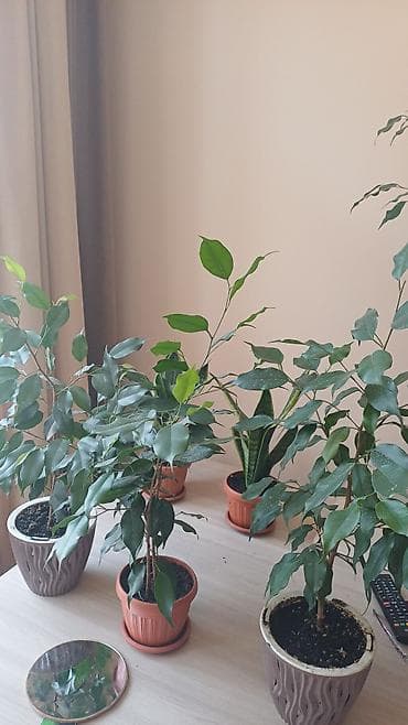 фикусы: Комнатные растения в горшках 1) Фикус Бенджамина (Ficus benjamina) - — 3