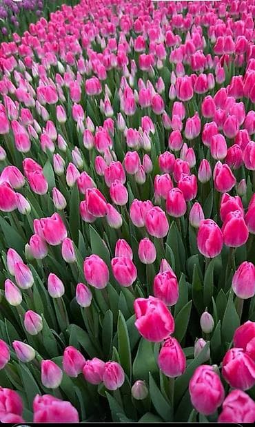 морковь оптом: 🌷 ТАКОЙ ЦЕНЫ В КЫРГЫЗСТАНЕ НЕТ 🌷 Голландские тюльпаны — 65 сом оптом — 5