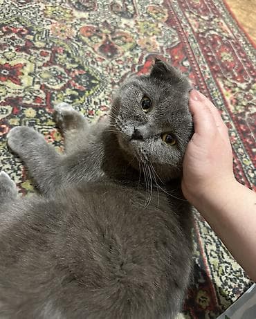 отдать кошку в приют бесплатно: Кошка даром: Скотиш Фолд (Шотландская вислоухая), 1 год, Мальчик, Приучена к лотку, Проглистована, С документами — 6