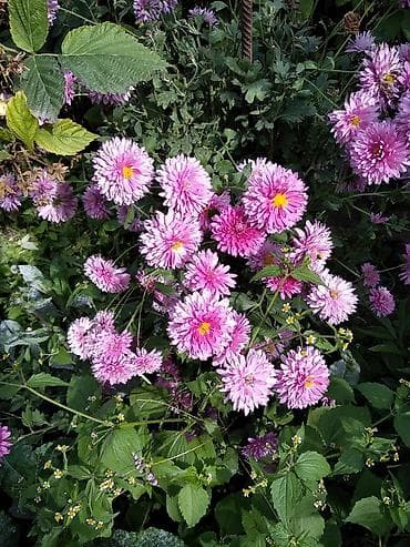 хоста цветы: В продаже: гортензия шаровидная белая, хосты,ирисы, лилии — 4