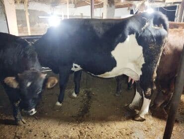 продаю музоо торпок корова самка бык самец айрширская ангус алатауская на забой для разведения на откорм племенные нетель привязанные: Продаю | Корова (самка) | Для молока | Привязанные — 4