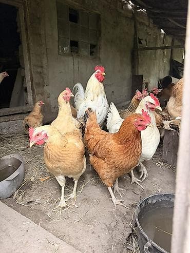 сова живая: Продаю | Куры | Несушки — 1