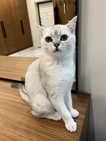 стрижка овес: Продается котёнок 6 месяцев Британская короткошёрстная кошка, окрас — 7