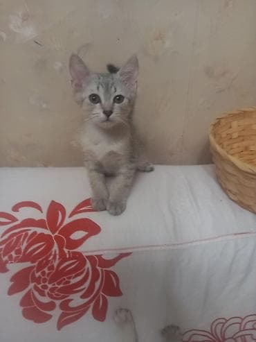 бурманский котенок: Британская короткошёрстная, 3 месяца, Мальчик, Серый, Метис, Приучена к лотку, Проглистована — 1