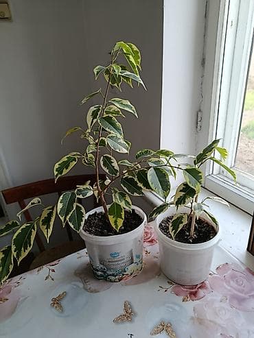Женское счастье (Спатифиллюм): Фикус Бенджамина вариегатный (Ficus benjamina variegata) - Тип — 2