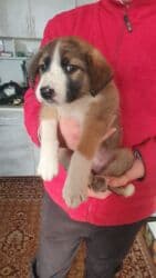 собака питбуль: 1 месяц, Самец, С прививкой — 12