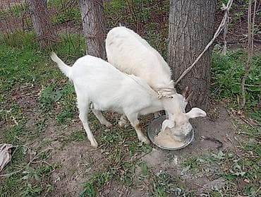 добрый карова: Продаю | Коза (самка) | Для разведения — 4