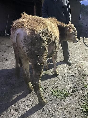 корм для домашних животных: Продаю | Бык (самец) | Ангус | На откорм, Для разведения — 1