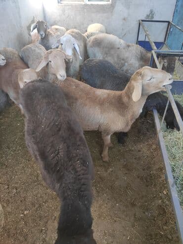 самые экзотические животные: Продаю | Ягненок | Эдильбаевская | Для разведения — 5