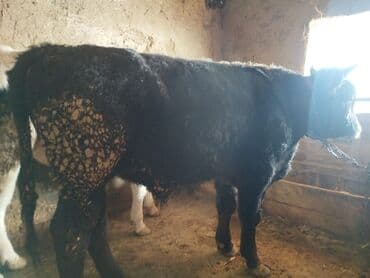 телята токмок: Продаю | Бык (самец) — 2