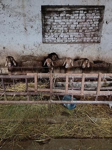 бутка для собак: Продаю | Овца (самка) | Для разведения | Матка — 3