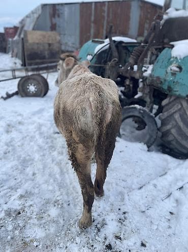 кукуруза бишкек: Продаю | Тёлка — 3