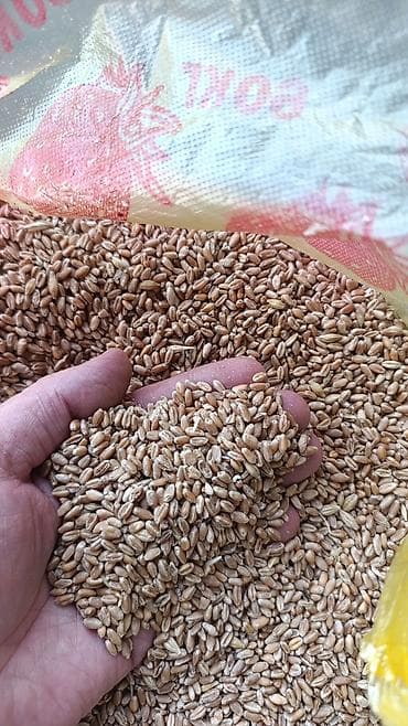 быки на мясо: Пшеница продовольственная/кормовая (зерно) Описание: - Натуральное — 3