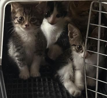 кошка котёнок: Котята домашние, короткошёрстные, окрасы: серо-белый биколор и — 6