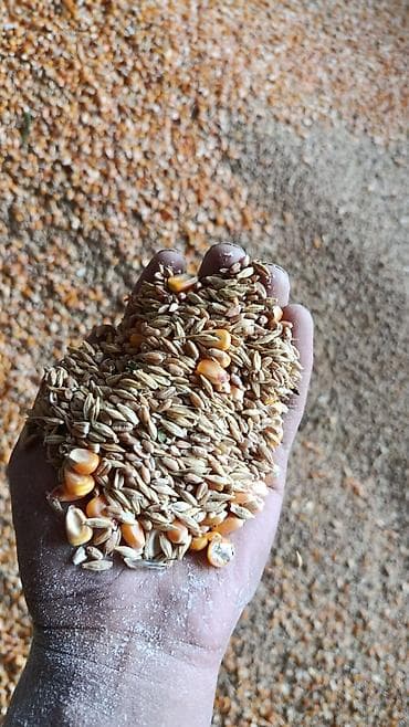 попугай птицы: Арпа жугору буудай аралаш жем — 3