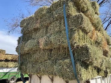 кукуруза кормовой: Сено в тюках (люцерна/луговое) - Прессованные прямоугольные тюки — 2