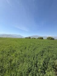 сдаю дом в районе дордой: 800 соток, Для сельского хозяйства, Договор дарения — 4