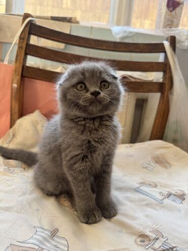 домик для кошки купить: Осталось два мальчика! Котята скоттиш-фолд. родились 2 октября. к — 4