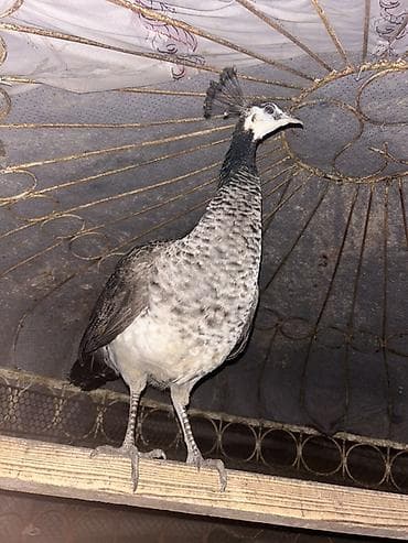 рак: Павлин (самка) - Порода/окрас: предположительно индийский павлин — 5