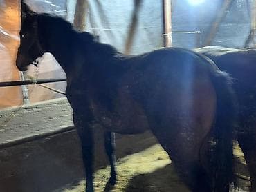 Үй жаныбарлары үчүн товарлар: Сатам | Бээ (ургаачы) | Союуга — 2