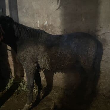 собака дом: Продаю | Кобыла (самка) | Рабочий — 2