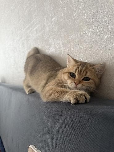 кошку купить: Скотиш Страйт (Шотландская прямоухая), 3 месяца, Девочка, Золотая шиншилла, Приучена к лотку — 1