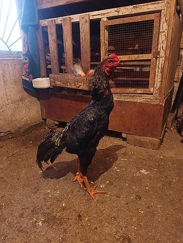 Коровы, быки: Продаю | Петух | Бойцовая | Для разведения — 1