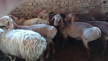 эркек ит ош: Сатам | Ургаачы кой (ургаачы) | Көбөйтүү үчүн — 5