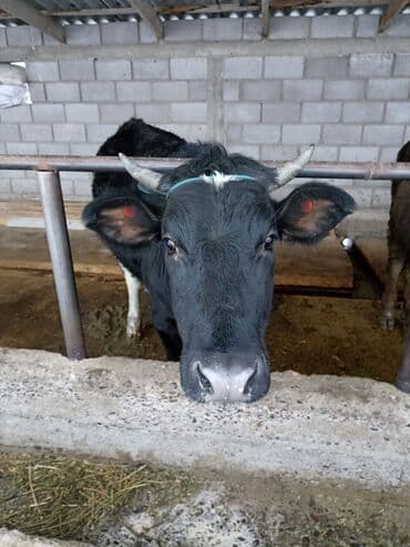 Сатам | Кунаажын | Голштин | Бордоп семиртүү үчүн | Байланган — 3