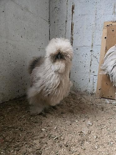 кучерявые куры: Продаю | Куры | Для разведения — 8