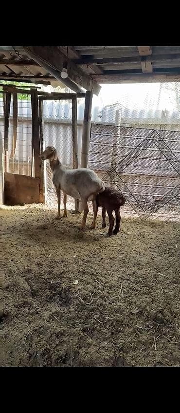 алабай цена щенка: Продаю | Овца (самка), Ягненок — 1