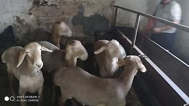 отдаю кошку: Продаю | Овца (самка) | Для разведения | Племенные — 2