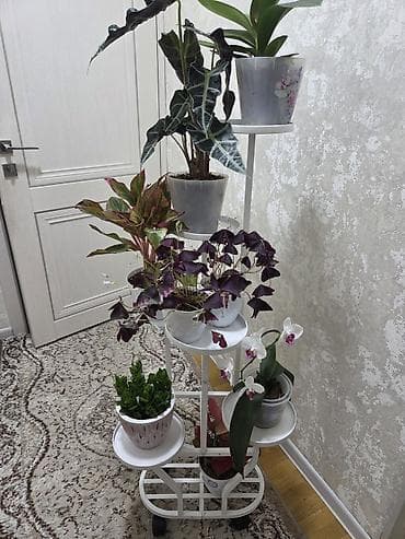 Полка, этажерка для цветов, Новый, Железо, Бесплатная доставка — 4